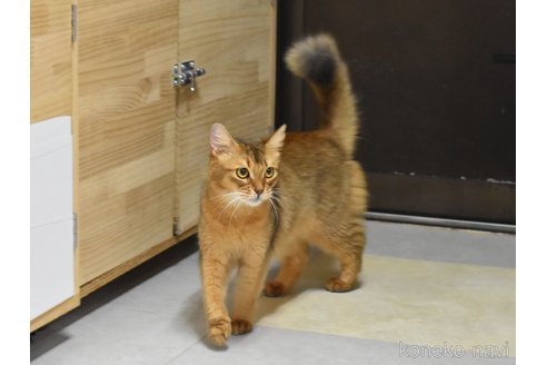 成約済の大阪府のソマリ-100823の2枚目
